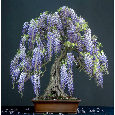 Africký modrý dážď - Bolusanthus speciosus