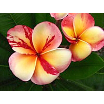 Pluméria Rubra Top Angels