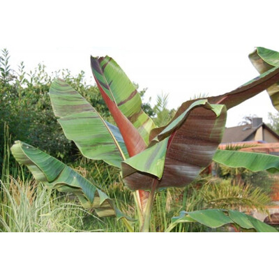 Banánovník snehový