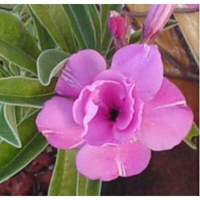 Púštna ruža Double delight