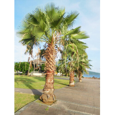 Washingtonia robusta