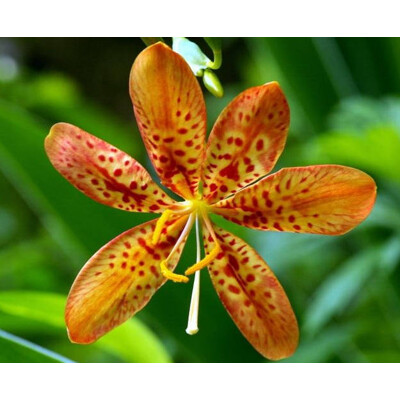 Angínovník čínsky