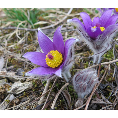 Poniklec obyčajný, fialový