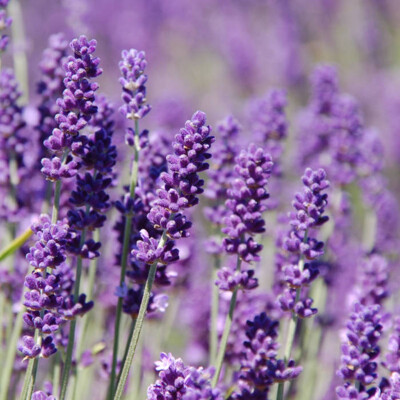 Levanduľa úzkolistá, Munstead blue