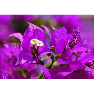 Bougainvillea, fialová