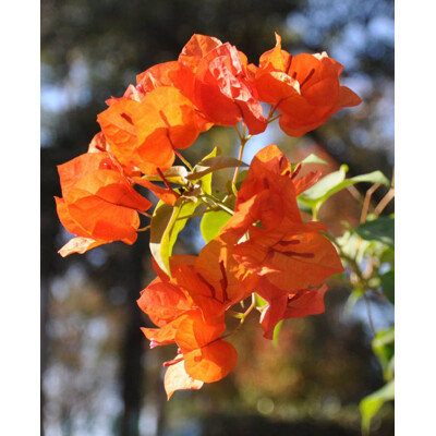 Bougainvillea, oranžová