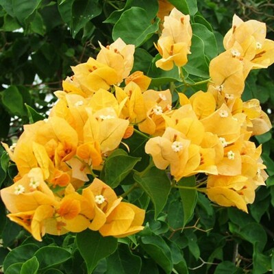 Bougainvillea, žltá