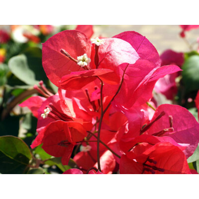 Bougainvillea, malinovočervená