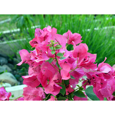 Bougainvillea, ružová