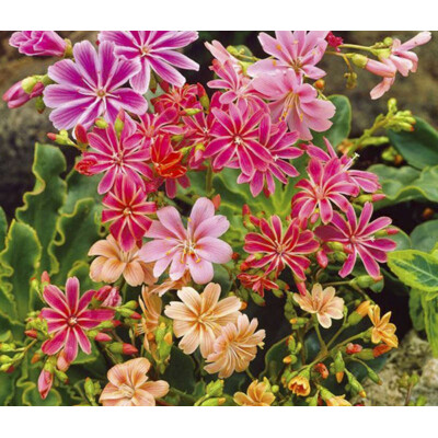 Levízia kalifornská