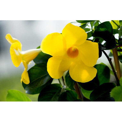 Mandevilla, žltá
