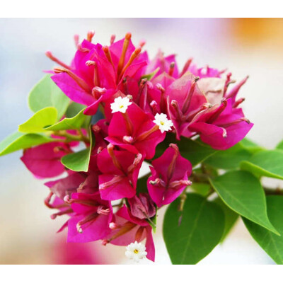 Bougainvillea, červená