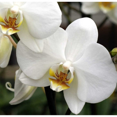 Orchidea Phalaenopsis, biela