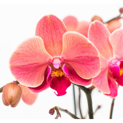 Orchidea Phalaenopsis, ružová