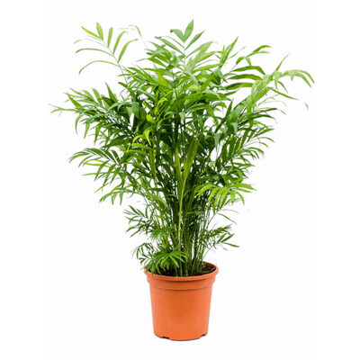 Chamaedorea úhľadná