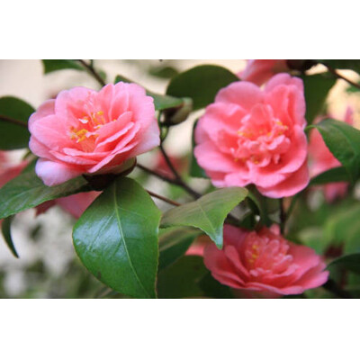 Kamélia japonská, červená