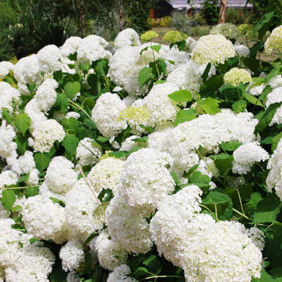 Hortenzia kalinolistá, biela
