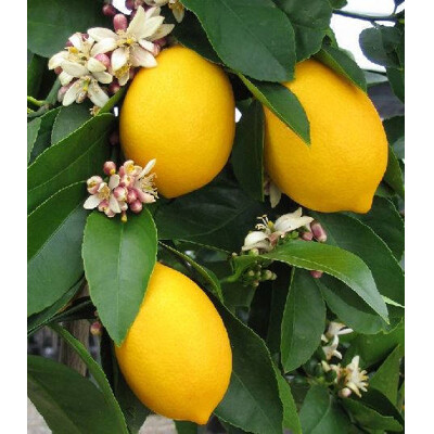 Citrus meyer