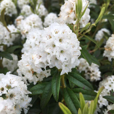 Azalka indická, biela