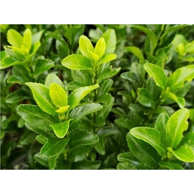 Bršlen japonský, green spire