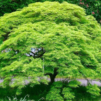 Javor dlaňovitolistý, zelený