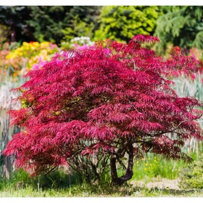 Javor dlaňovitolistý, červený