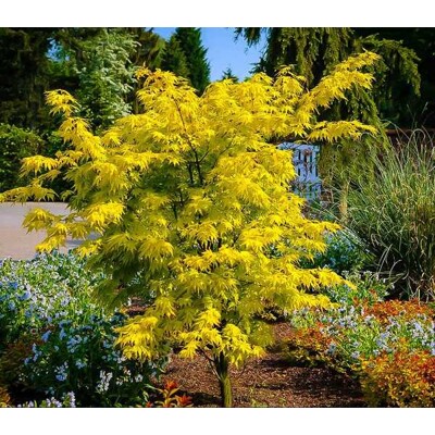 Javor dlaňovitolistý, oranžový