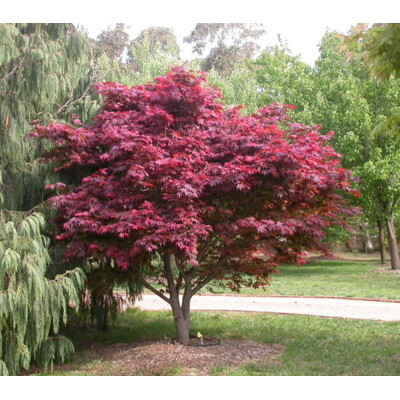 Javor dlaňovitolistý, atropurpureum