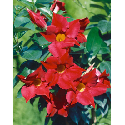 Mandevilla, červená