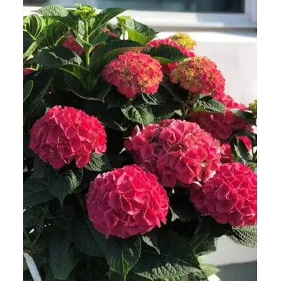 Hortenzia veľkolistá, červená