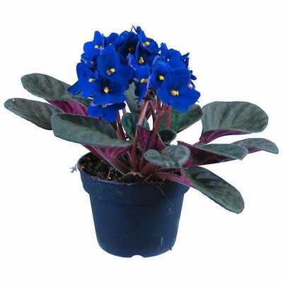 Africká fialka, fialová