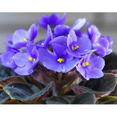 Africká fialka, modrá