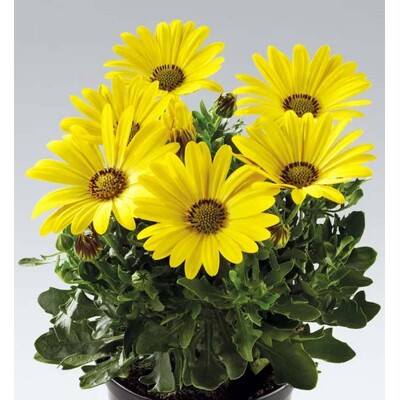 Osteospermum (africká sedmokráska), žltá