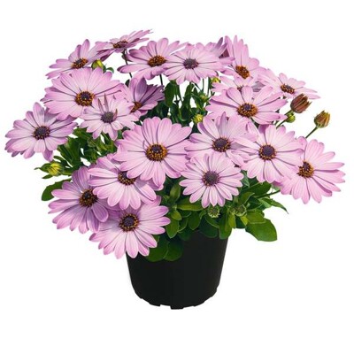 Osteospermum (africká sedmokráska), ružová