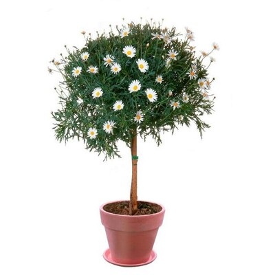 Margarétka veľkoúborová - na kmienku (kmienok 50 cm)