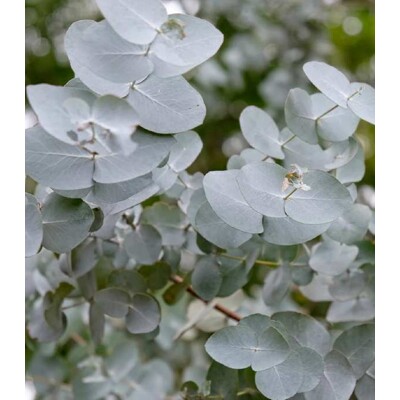 Eukalyptus cinerea