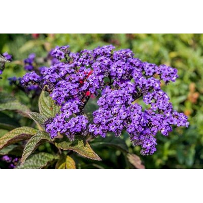 Skrutec peruánsky - vanilkový krík