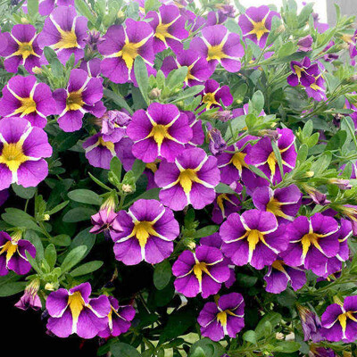Calibrachoa -  Violet &#039;Blue Striped&#039;