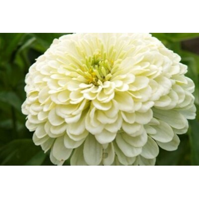 Cínia pôvabná, Isabelina (semená)