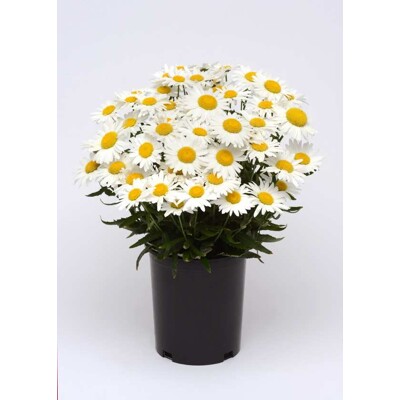 Margaréta veľkoúborová, Madona (semená)