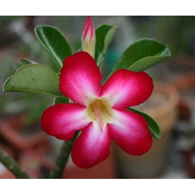 Púštna ruža Red Amou