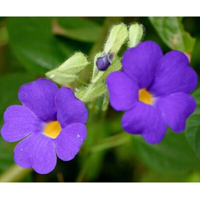 Tunbergia batiscombei - čiernooká Zuzana v modrom