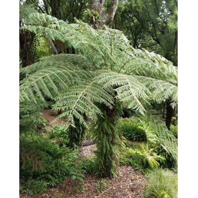 Cyathea australis