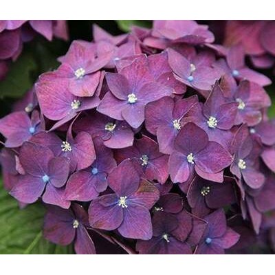 Hortenzia veľkolistá, fialová