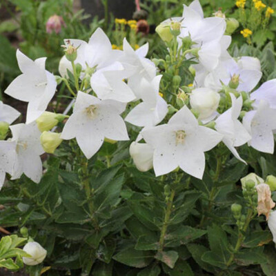 Balónovec veľkokvetý, biely (semená)