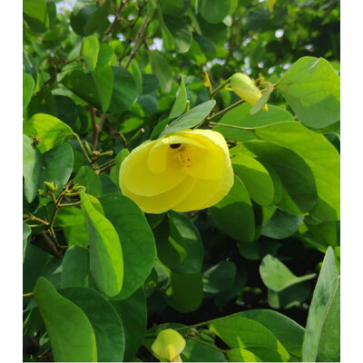 Bauhínia plstnatá (semená)