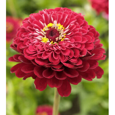 Cínia pôvabná, červená (semená)