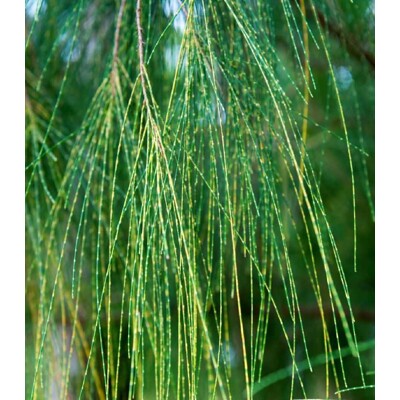Tropický dub - Casuarina Cunninghamiana (semená)