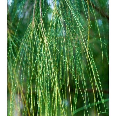 Tropický dub - Casuarina Cunninghamiana (semená)