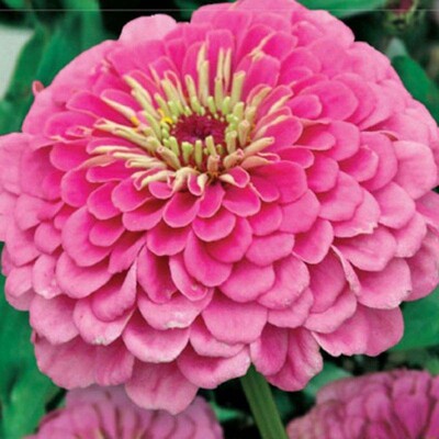 Cínia pôvabná, ružová (semená)